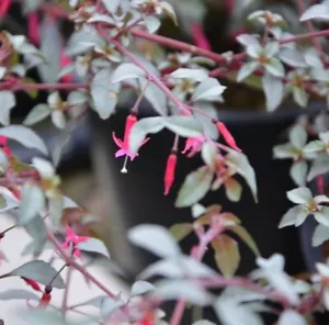 Fuchsia plug plants garden silver leaves pink flowers perennial hardy, pack of 3 - Picture 1 of 3