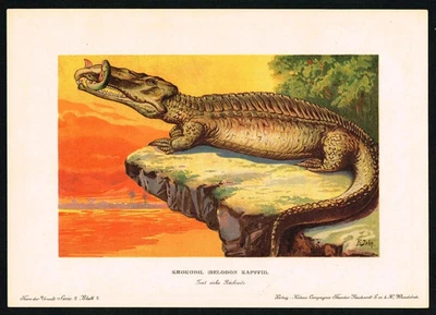 Belodon antikes Krokodil - Original 1880er Jahre Urzeitlithographie Deutschland - Bild 1 von 4