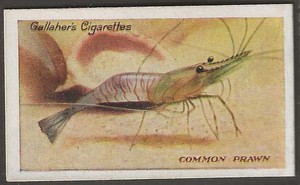 GALLAHER-THE ZOO AQUARIUM 1924-#036- COMMON PRAWN