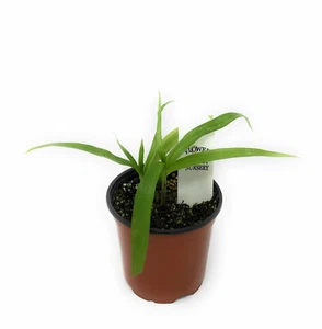 FlowerPotNursery Chinese Ground Orchid Kate Bletilla yokohama Kate 4" Pot - Picture 1 of 4