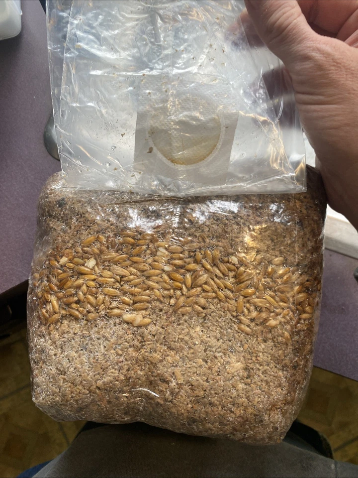 4lb All-in-One Mushroom Grow Bag Easy to Use - Image 1 of 3