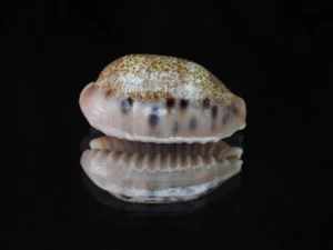 Sea shell Cypraea caurica f. chrismeyeri 32.2mm ID#6324 - Picture 1 of 6