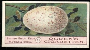 Tobacco Card, Ogdens, BIRDS EGGS, 1904, Red Backed Shrike, #31