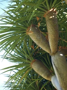 Dracaena draco Dragons Blood Tree, Dragon Tree 10 - Picture 1 of 5
