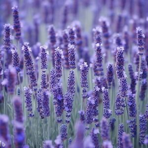 Lavender - 200 seeds