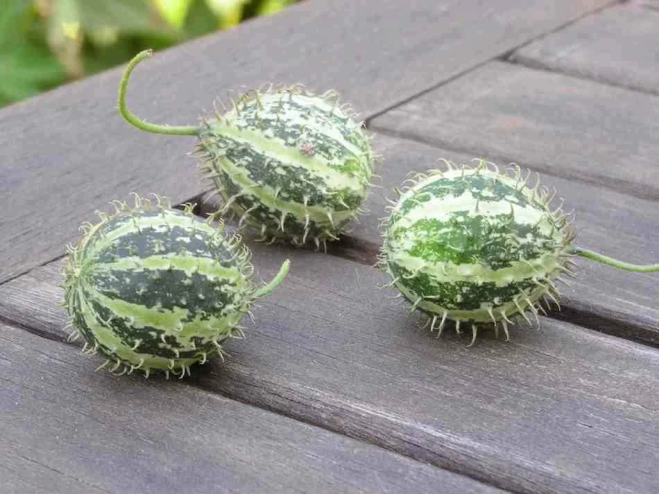 African Gooseberry Cucumber - 5+ seeds - Semillas - Graines - Samen - CU 020 - Image 1 of 1