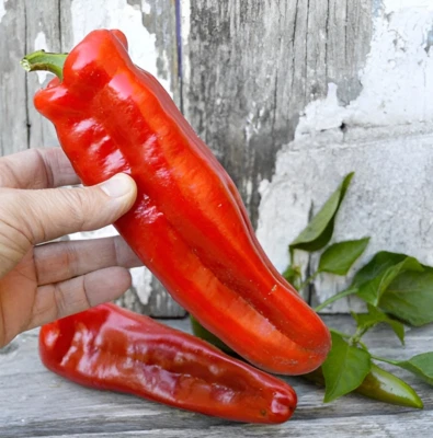 Semillas de pimiento dulce Marconi rojo gigante de 100 quilates - pimientos dulces súper suaves de reliquia Foto 1 de 4