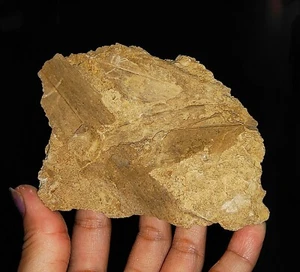¡¡INCREÍBLES AMONITAS!! FÓSIL DE PLANTA HOJA NATURAL, DEL OESTE DE JAVA, INDONESIA, 90 MM - Imagen 1 de 5
