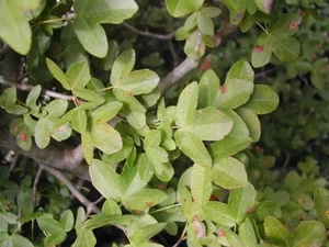 Montpellier Maple (Acer monospessulanum) 30 Seeds - Picture 1 of 3