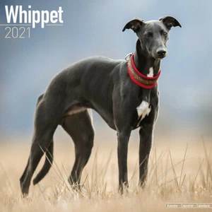 Calendrier 2021 - WHIPPET - Picture 1 of 2