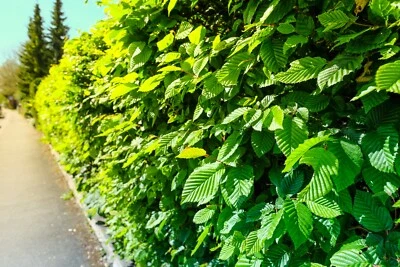 10st. Hainbuchen 80-120cm Heckenpflanzen Hainbuche Carpinus betulus Wurzelware - Bild 1 von 4