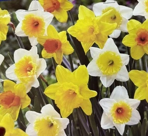 Narcissus TRUMPET DAFFODIL MIX 6 Flower Plant Bulbs Yellow White Orange Pink - Picture 1 of 1