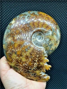 784g  Hand-carved chrysanthemum specimens from natural conch in Madagascar  S835 - Picture 1 of 10