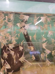 Angelfish Gold / Platinum mix Angels - 2 pack - Silver Dollar Sized Live Fish - Picture 1 of 4