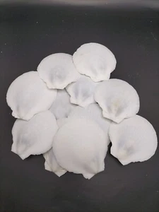 10 x White scallop sea shells 6-8cm. Kitchen beach collectors seashell - Picture 1 of 2