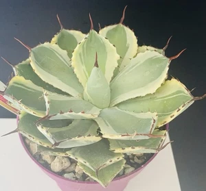 Extraordinaire Agave Potatorum kichijokan Rare Clone. Caudex Plante Cactus - Imagen 1 de 8