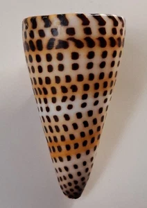 Sea Shell Conus litteratus 72,8 mm, gema, muy bonito patrón y color, perfecto - Imagen 1 de 6