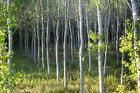 Fototapete Vlies-Wald-(3459S)-Bäume Lichtung Sonne Landschaft Natur Birken Wiese