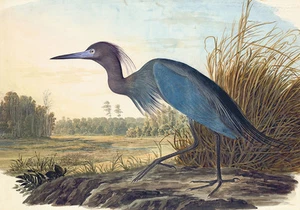 Little Blue Heron by John Audubon 75cm x 52.7cm High Quality Art Print or Canvas - Imagen 1 de 1