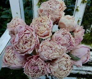 12 Dried Peony Flowers Peonies Light Pink Blush Color Wedding Bouquets Crafts