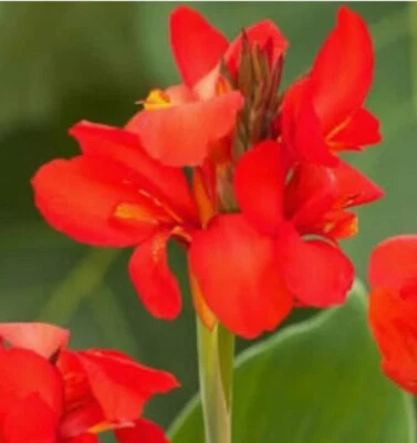 Garden Cottage Orange/Red Canna Perennial Flower Plant In 1L Pot - Image 1 of 2