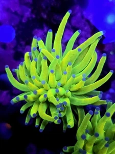 WYSIWYG Ultra Grail Torch Marine Coral Frag LPS Not Soft Coral SPS Zoa - Picture 1 of 1