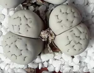 Semillas Lithops ruschiorum v. lineata C312 20 piezas 2024 años - Imagen 1 de 2