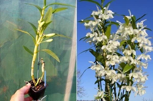 Dendrobium nobile var. virginale, orchidée, Orchid - Imagen 1 de 1