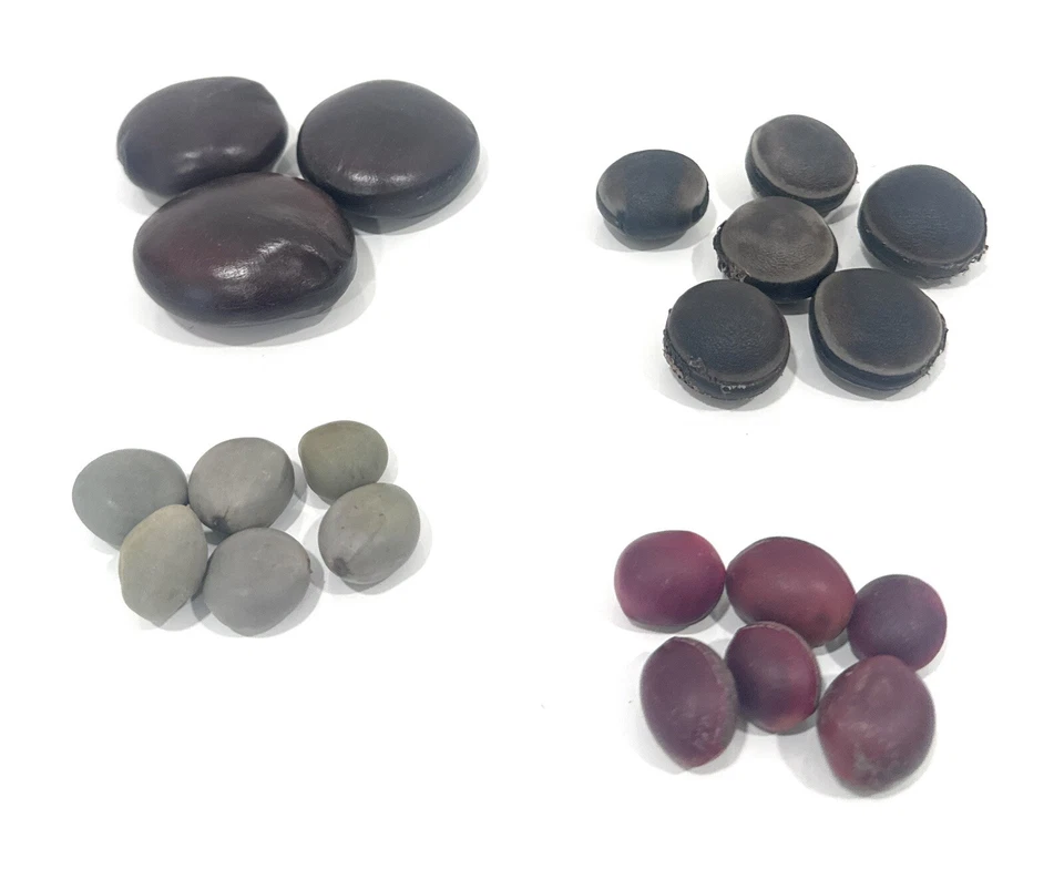 Refuerzo De Chango Shango SANTERIA Palo OCHA ORISHA IFA YORUBA 7RAYO