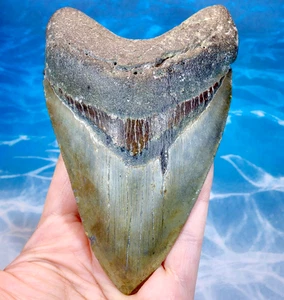 4.93" MEGALODON SHARK STUNNING SERRATED HUGE NATURAL TOOTH ~ REAL FOSSIL~ - Foto 1 di 18