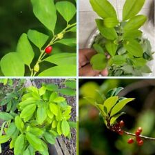 25 Erythroxylum Novogranatense leaves Pack Ceylon Ayurvedic Plant leaf New