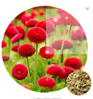 Bellis Perennis English Daisy Mix Color Garden Flower 50 Seeds