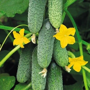 Seeds Cucumber King Garden F1 Giant 43 Days Vegetable Organic Heirloom NON-GMO - Picture 1 of 12