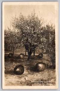 Exaggeration RPPC Postcard Photo Art Shop This Is Growing Some Big Apples - Picture 1 of 2