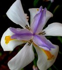 Fortnight Lily African Iris (2000 seeds) fresh this season {RARE & EXOTIC}