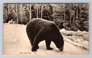 Oso negro de Maine, postal antigua de recuerdo vintage - Imagen 1 de 2