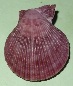 Mimachlamys sanguinea PURPLE PECTINIDAE Philippines Sea Shell - 45mm F++ #1088 - Picture 1 of 2
