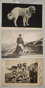 LOTE DE 3 POSTALES DOG DOGS CAÑA-SAINT BERNARD-C35-198 - Imagen 1 de 1
