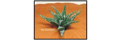 EUROZOO Star Succulent Stern Sukkulente Øca 20cm künstl. Terrarium Deko Plastikpflanze