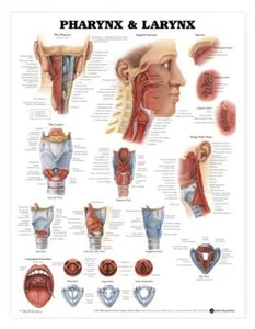 LARYNX PHARYNX Laminated Wall Chart 20" x 26" Classroom/Professional LFA #99879 - Picture 1 of 1