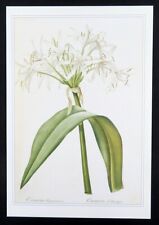 Redoute botanical print FLORIDA SWAMP LILY Crinum Americanum, 1990 book plate