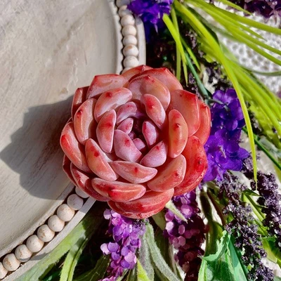 Planta suculenta Echeveria naranja Monroe rara, raíz desnuda fácil cuidado vivo Foto 1 de 4