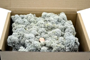 Premium Islandmoos ROH vorgereinigt 150g ca. 20x20x8cm getrocknet natürlich - Bild 1 von 6