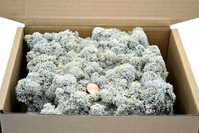 Premium Islandmoos ROH vorgereinigt 150g ca. 20x20x8cm getrocknet natürlich - Bild 1 von 4