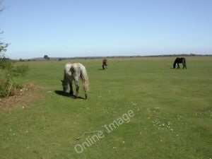 Photo 6x4 Wilverley Plain, ponies South Weirs Responsible for the fine fi c2011