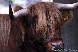 A Beautiful Scottish Highland Cow - Stock Photo Print - Picture 1 of 1