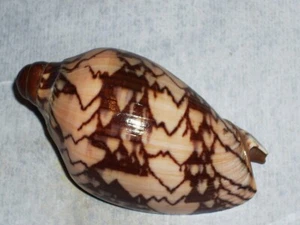 CYMBIOLA AULICA NOBILIS DWARF SPECIMEN - Picture 1 of 2