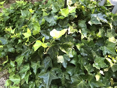 10  English Ivy Shade Ground Cover House Plants 4"-8"  Live Plants Bare Root - Image 1 of 2