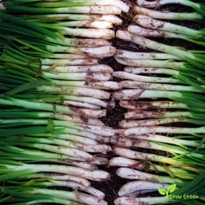 20 seeds Calcot - ALLUM CEPA Calsots + 5 seeds Sunflower - Picture 1 of 3