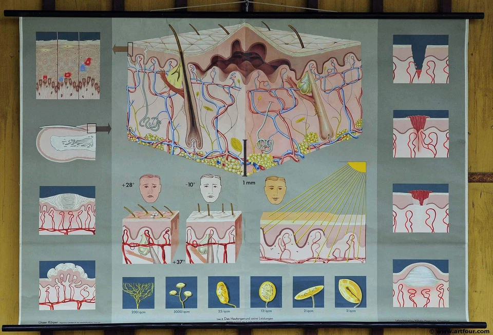 Cuadro de pared anatómico desmontable vintage Hagemann cuerpo humano piel órgano Foto 1 de 1